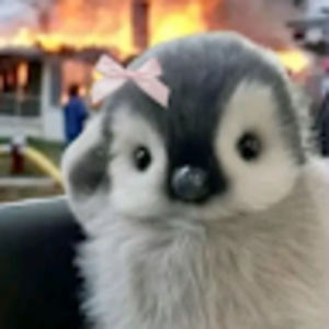 Meet your Posher, Jackie